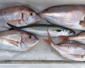 Gara federale e sociale di pesca maggio/giugno 2019